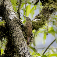 Montane Woodcreeper (Lepidocolaptes lacrymiger)